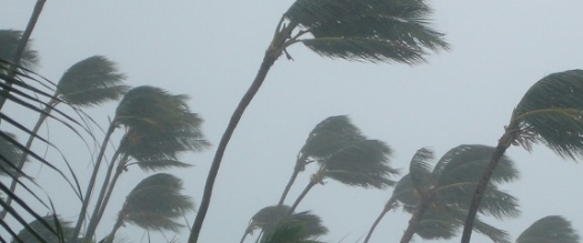 Photo of palm trees in storm