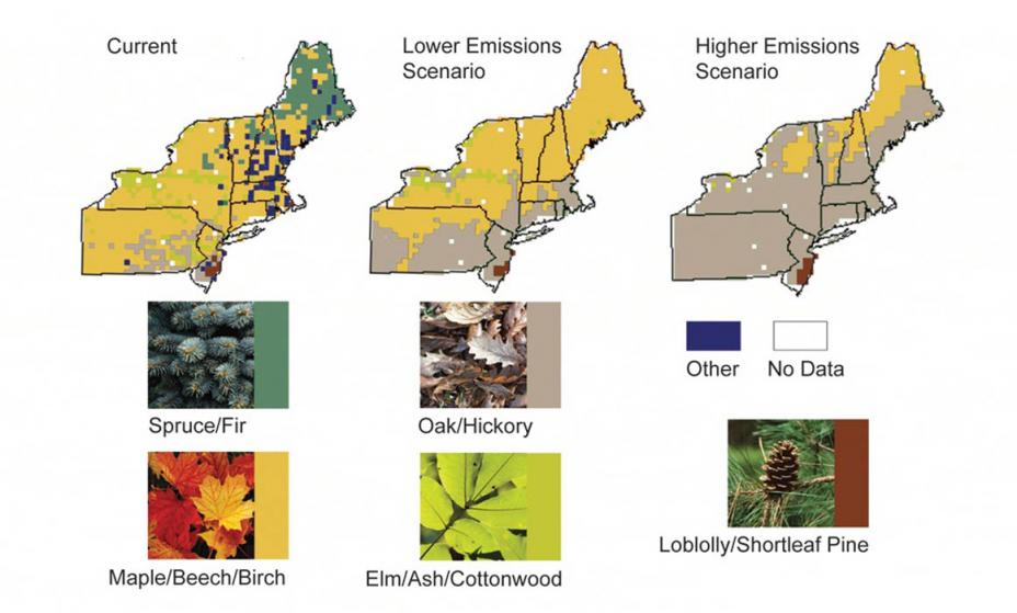 Distribution of trees in the Northeast under current conditions, a lower emissions scenario, and a higher emissions scenario. Both scenarios project significantly less diversity than the current conditions, with a complete loss of Spruce and Fir trees.