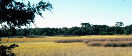 Marsh with wetland grass